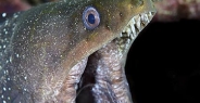 moray_spotted_fine_ull_ci_v_0053_cos1382.jpg